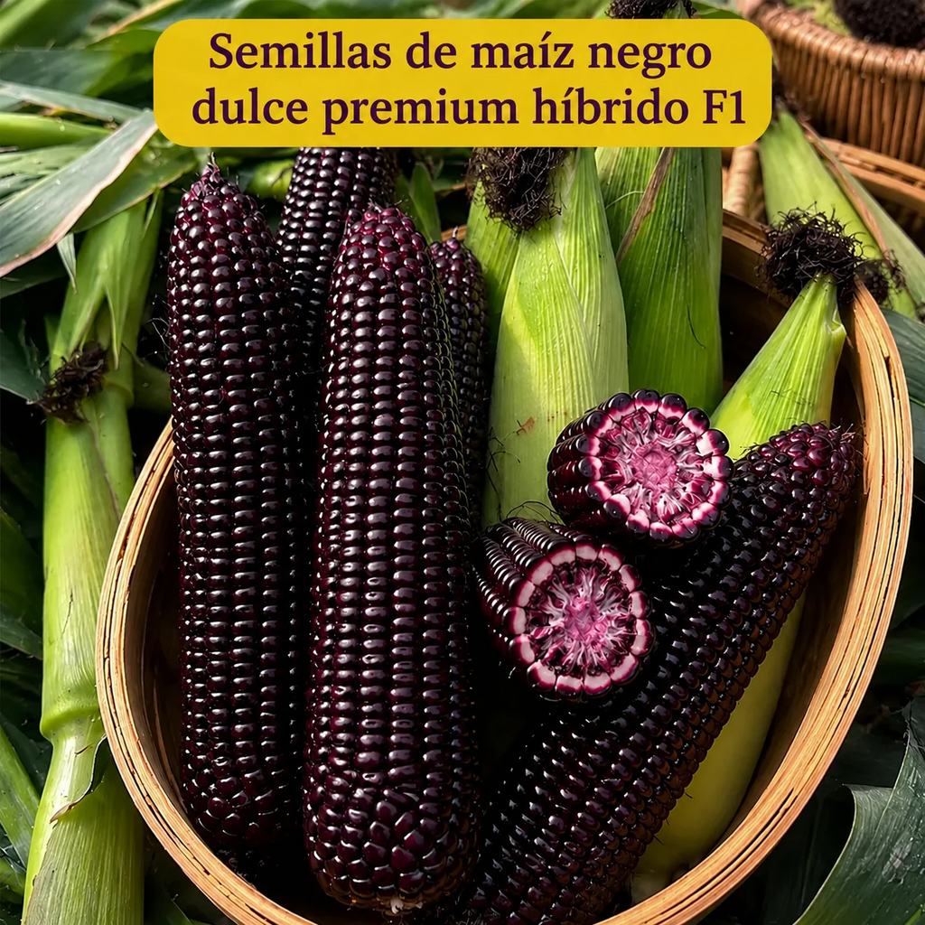 🌽💜 Semillas de Maíz Morado Dulce Premium (Híbrido F1) – Más Producción, Más Sabor y Mejor Cosecha (1000 Semillas)🌽
